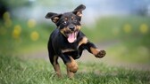 Ein glücklicher, junger Hund hüpft über die Wiese