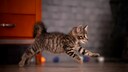 Kleine getigerte Katze rennt wild im Raum