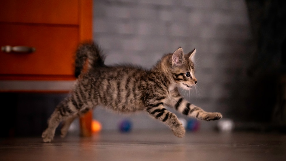 Kleine getigerte Katze rennt wild im Raum