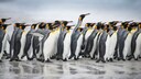 Pinguine laufen über eine Eisfläche