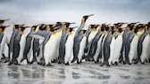 Pinguine laufen über eine Eisfläche