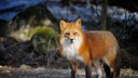 Rotfuchs (Vulpes vulpes) im Winter