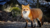 Rotfuchs (Vulpes vulpes) im Winter