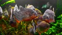 Rote Piranhas schwimmen durch ein Aquarium