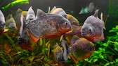 Rote Piranhas schwimmen durch ein Aquarium