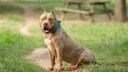 Porträt eines American Bully XL Hundes auf einem Weg sitzend