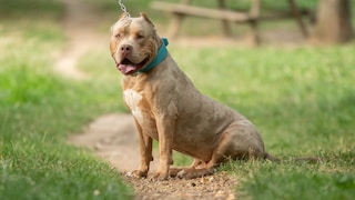 Porträt eines American Bully XL Hundes auf einem Weg sitzend