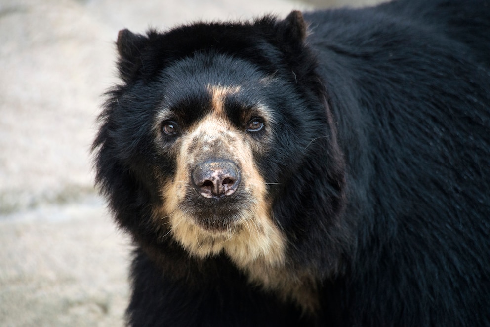 Ein Brillenbär vor steinigem Hintergrund