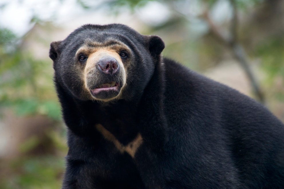 A sun bear against a green background