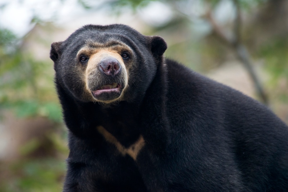 Ein Malaienbär vor begrüntem Hintergrund