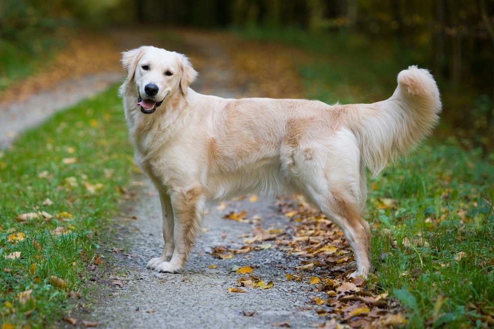 <strong>Der Golden Retriever ist besonders bei Familien sehr beliebt.</strong> 