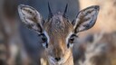 Ein Dikdik schaut in die Kamera