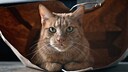 Eine Katze sitzt in einer Papiertüte