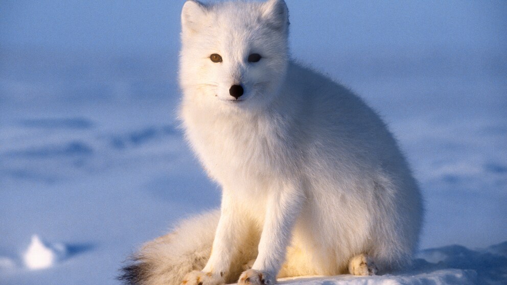 Polarfuchs im Schnee sitzend