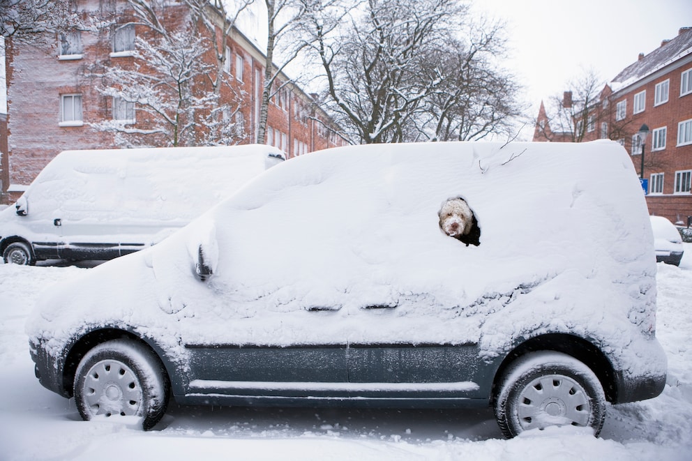 Hund bei Kälte im Auto: Anzeichen einer Unterkühlung erkennen - PETBOOK