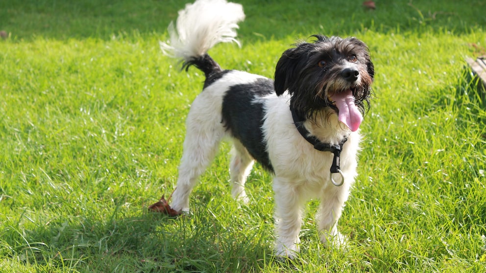 Ein Hund schwanzwedelt freudig auf der Wiese