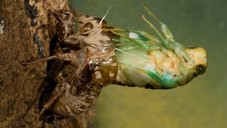 Eine Zikade schlüpft aus ihrem Exoskelett
