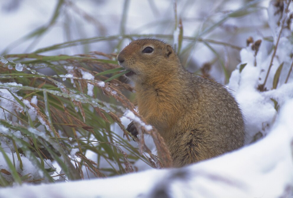 Arktisches Erdhörnchen im Schnee