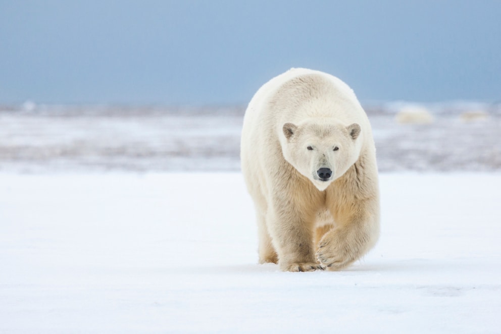 A polar bear walking across a vast ice field