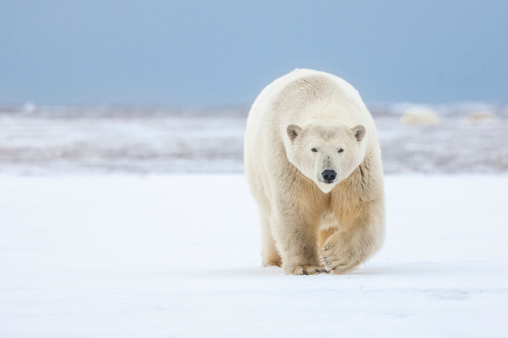 Ein Eisbär läuft über eine riesige Eisfläche