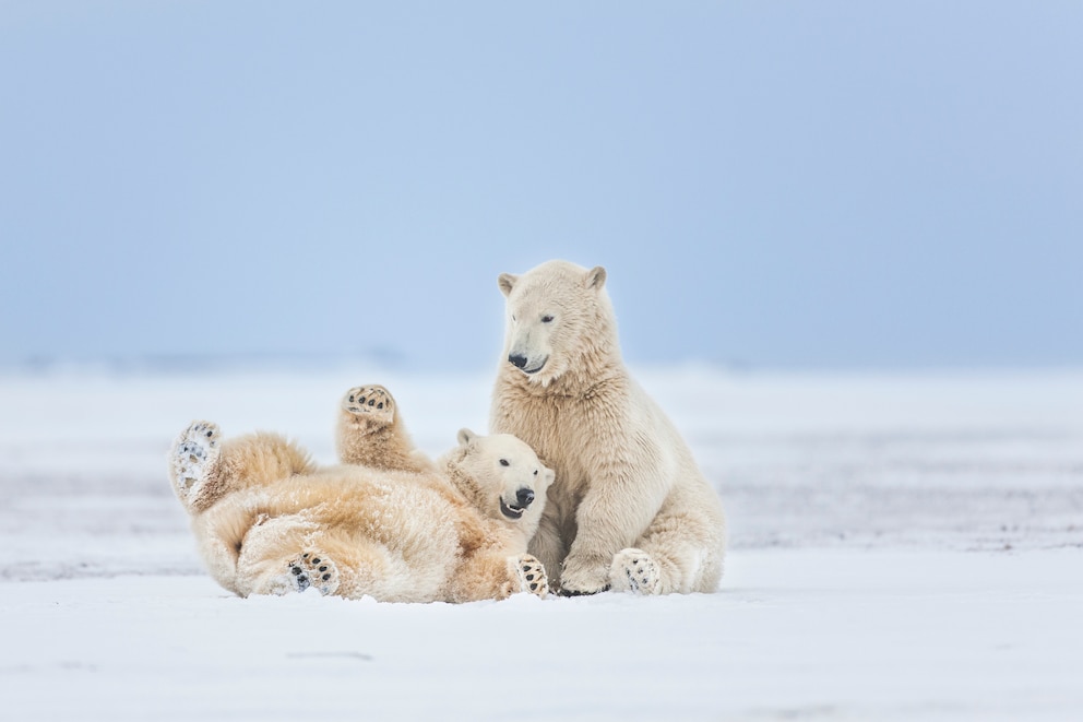 Eisbären beim spiel im Schnee