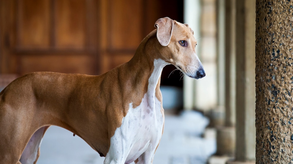 Der Azawakh ist eine alte Windhunderasse, die ihren Ursprung in Westafrika hat. Daher wird sie oft auch „African Greyhound“ genannt.