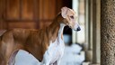 Der Azawakh ist eine alte Windhunderasse, die ihren Ursprung in Westafrika hat. Daher wird sie oft auch "African Greyhound" genannt.