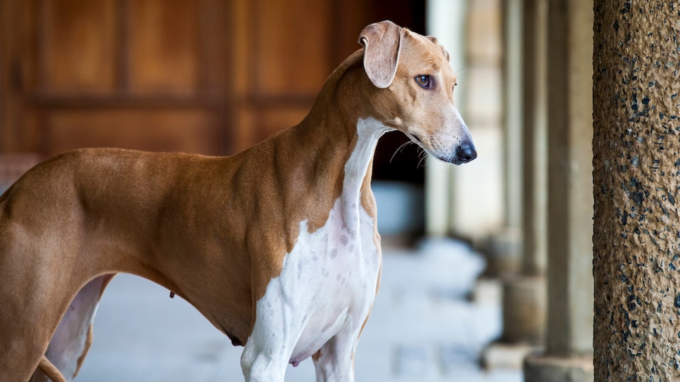 Der Azawakh ist eine alte Windhunderasse, die ihren Ursprung in Westafrika hat. Daher wird sie oft auch "African Greyhound" genannt.