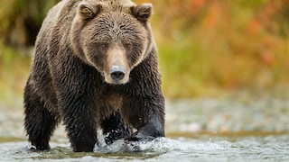 Braunbär im Katmai National Park, Alaska