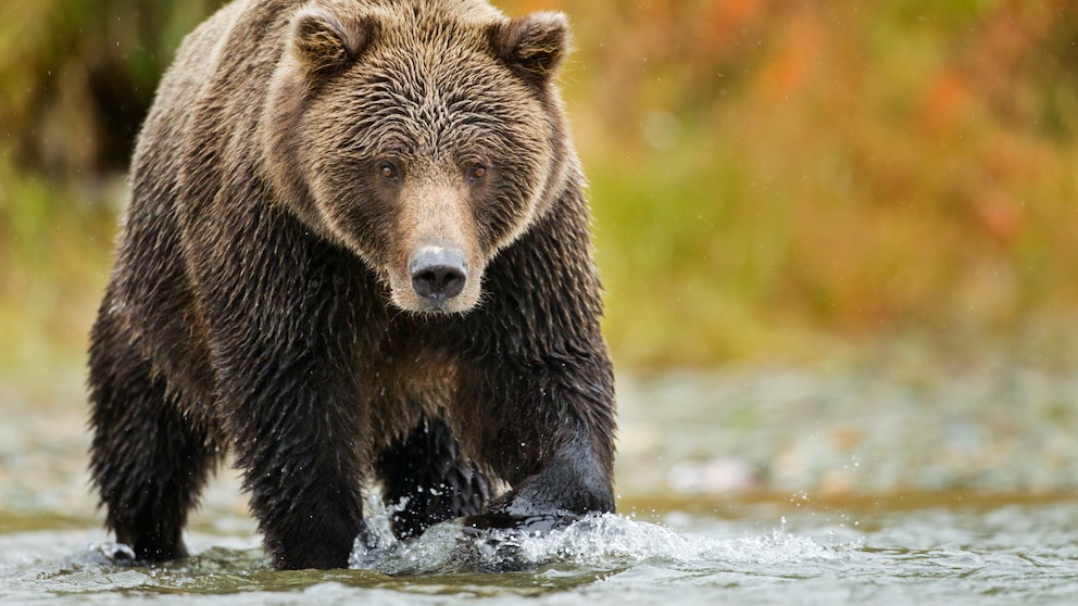 Braunbär im Katmai National Park, Alaska