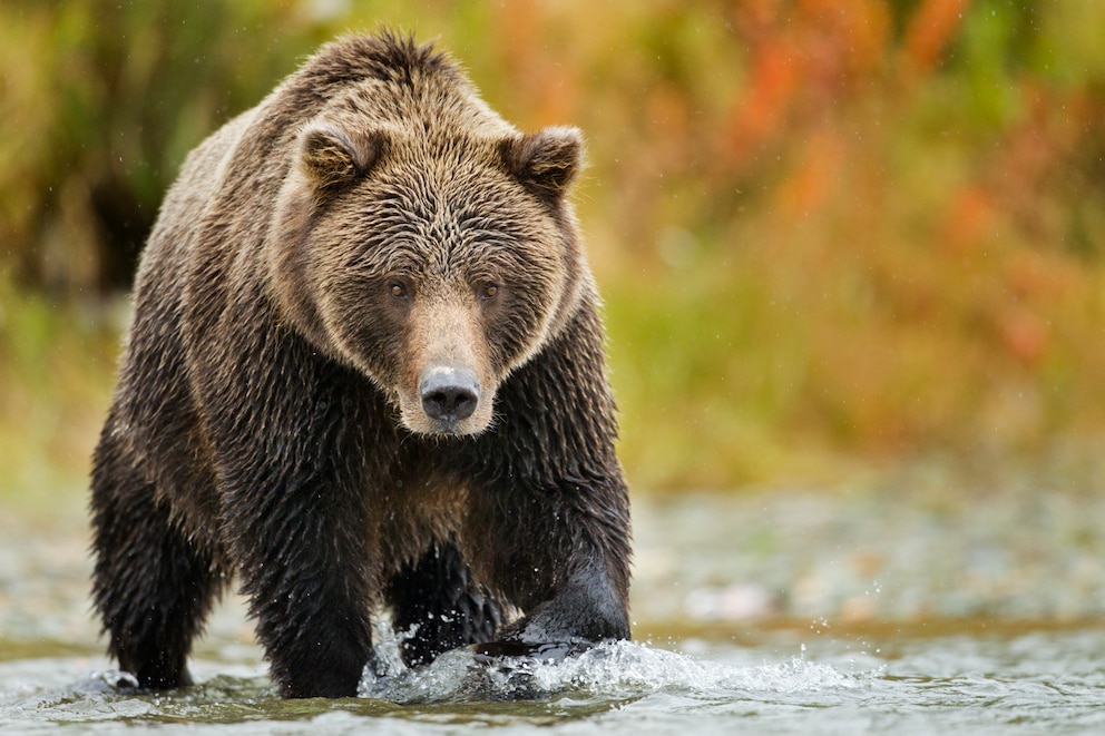 Braunbär im Katmai National Park, Alaska