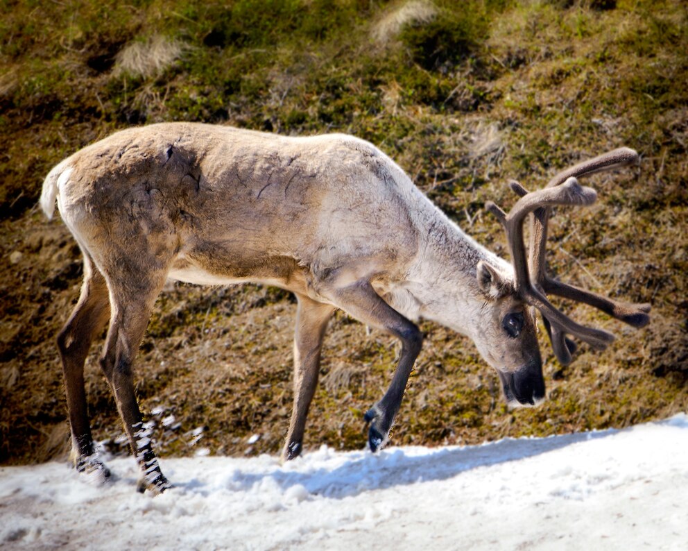 Karibu bei der Nahrungssuche im Denali National Park