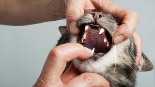 Nahaufnahme einer Katze, der ds Maul geöffnet wird