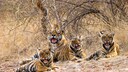 Tigerfamilie im Ranthambore National Park