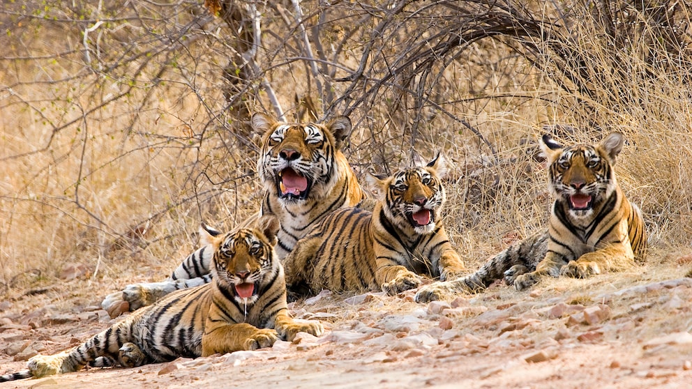 Tigerfamilie im Ranthambore National Park