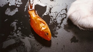 Goldfisch auf dem Boden neben einer Katzenpfote