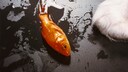 Goldfisch auf dem Boden neben einer Katzenpfote