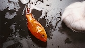Goldfisch auf dem Boden neben einer Katzenpfote
