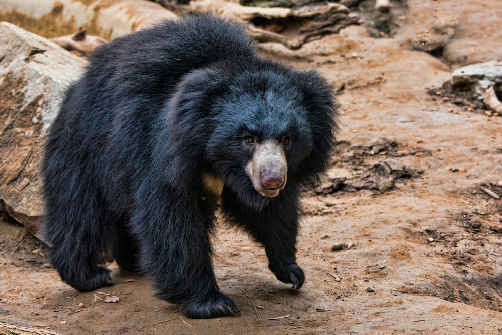 A sloth bear in the wild
