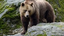 Ein Braunbär auf einem Stein