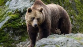 Ein Braunbär auf einem Stein