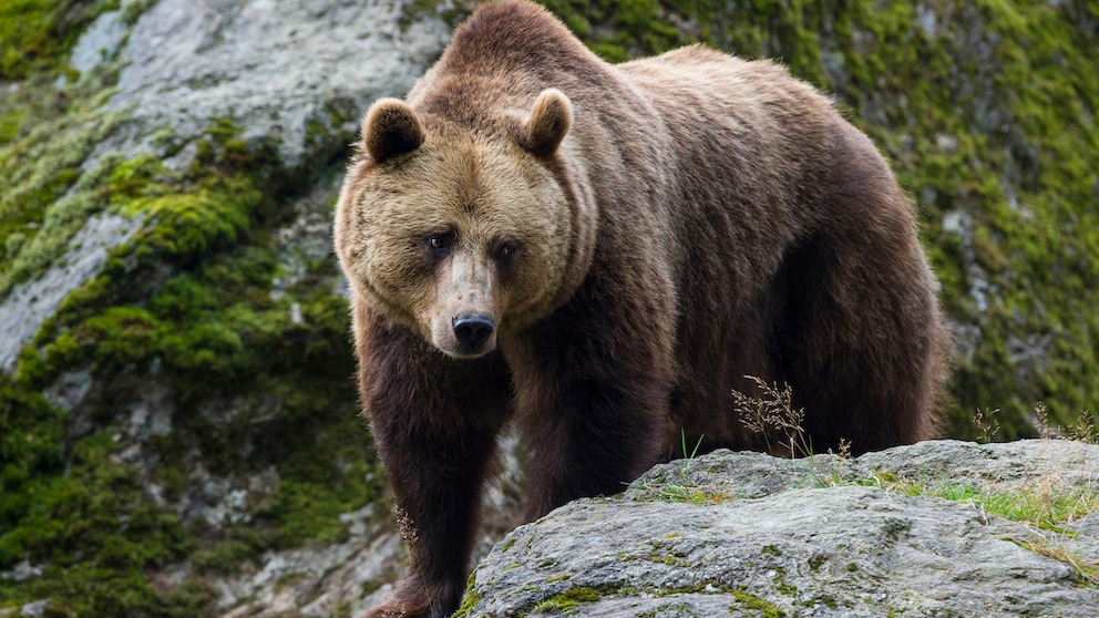 Ein Braunbär auf einem Stein