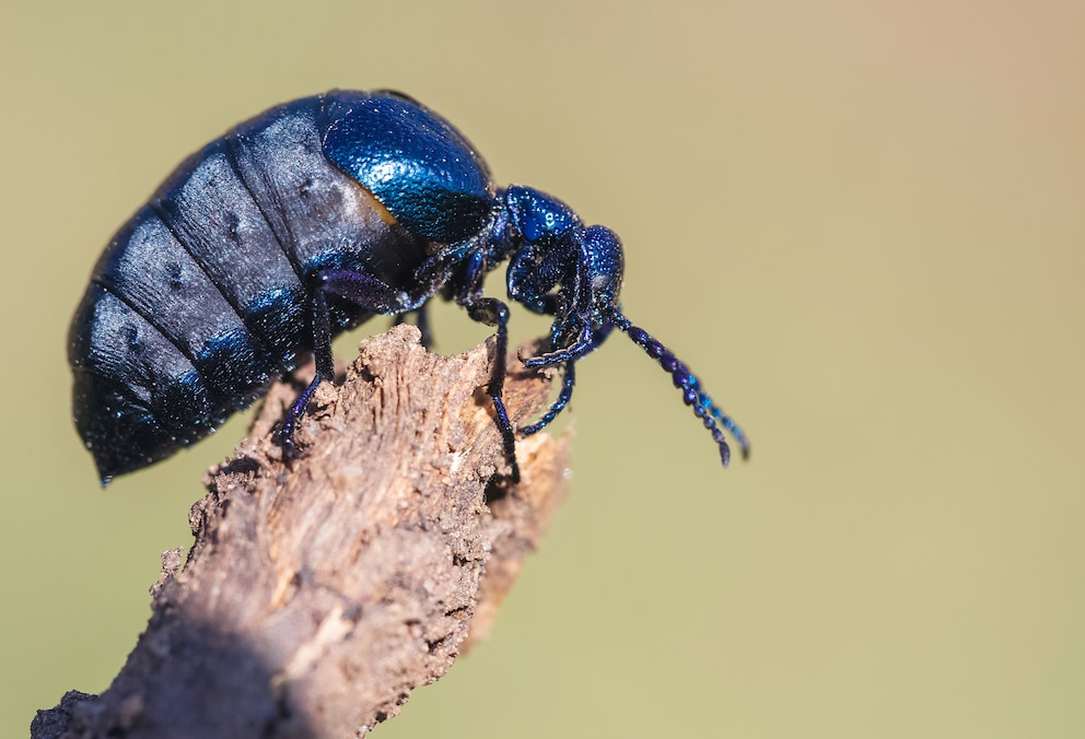 Schwarzblauer Ölkäfer (Meloe proscarabaeus) auf einem Ast sitzend