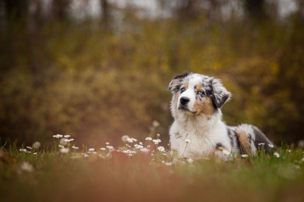 <strong>Australian Shepherds sind besonders aktive und lernfähige Hunde.</strong>