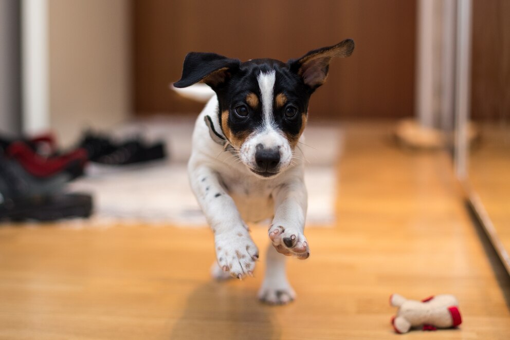 <strong>Der Jack Russell Terrier ist ein wahres Energiebündel.</strong>