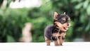 Z&uuml;chter von Teacup-Rassen w&auml;hlen gezielt die kleinsten und schw&auml;chsten Tiere eines Wurfs aus, um immer kleinere Hunde zu z&uuml;chten.