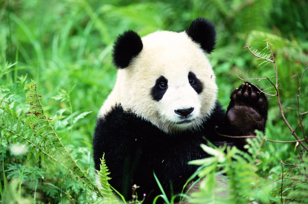 A panda bear sitting in bamboo