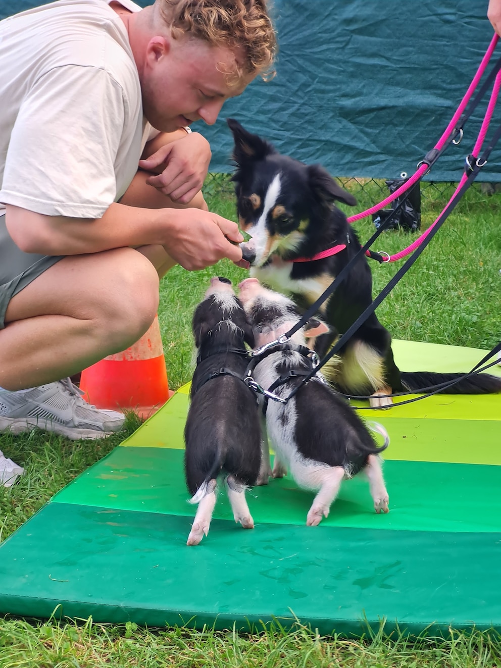 Um die Scheu vor Hunden abzubauen, ging es für die beiden Mini Pigs in die Hundeschule. 