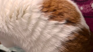 Bei Kater Remo stellt sich das Fell am Rücken auf wie beim Rolling-Skin-Syndrom