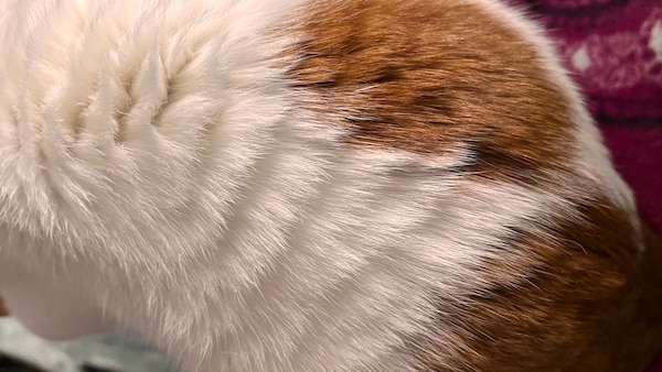 Bei Kater Remo stellt sich das Fell am Rücken auf wie beim Rolling-Skin-Syndrom